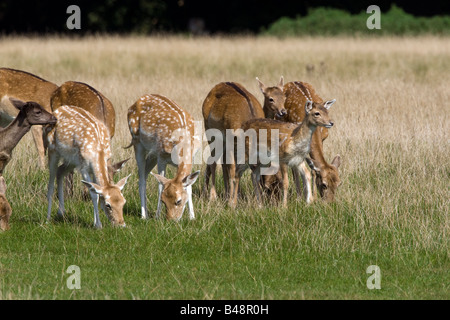 Groupe de daims dans un parc Banque D'Images
