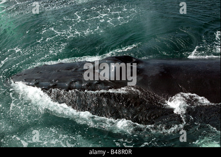 Gros plan d'un rorqual à bosse Wale nager à la surface du banc Stellwagen Bank National Marine Sanctuary, Cape Cod Banque D'Images