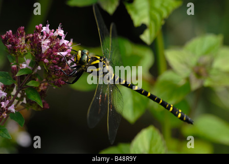 Le bolonii de la Cordulegaster dorée à anneaux repose sur la fleur d'Oregano, au Pays de Galles, au Royaume-Uni. Banque D'Images