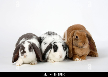 Lapins nains Bélier Rex hibou blanc lilas et bleu blanc 14 semaines et 17 semaines d'abricot lapin domestique Banque D'Images