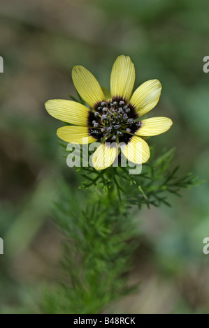 Adonis d'été, l'été (Adonis aestivalis faisans Eye), fleur Banque D'Images