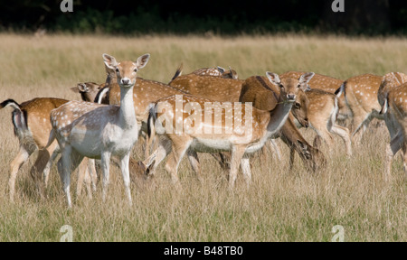 Groupe de daims dans un parc Banque D'Images