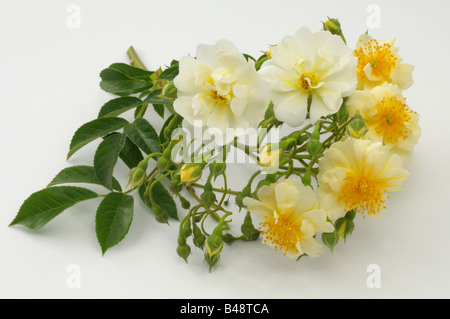 La ligne Rose (Rosa sp.), la variété : Chardonneret, fleurs, studio photo Banque D'Images