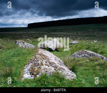 Fernworthy Forest près de Postbridge dans le parc national de Dartmoor, Devon, Angleterre. Banque D'Images