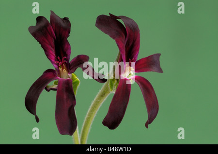 L'Afrique du Sud, Umckaloabo géranium (Pelargonium sidoides, Pelargonium reniforme), fleurs Banque D'Images