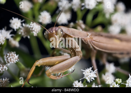 European Mantis, Mante Mantis religiosa - brun Banque D'Images