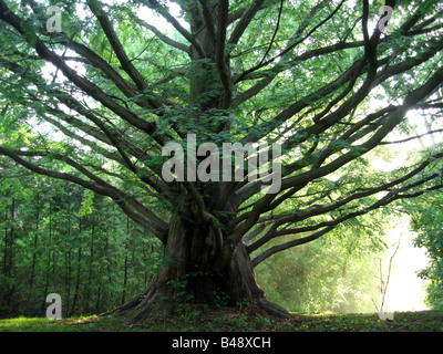 Dawn redwood Metasequoia glyptostroboides également connu sous un arbre fossile, l'illuminée par le soleil qui se lève sur un matin d'été humide. Banque D'Images