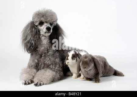 Caniche miniature argent et Rex Lop oreilles lapins nains blancs et lilas lilas 14 semaines lapin domestique Banque D'Images