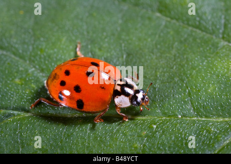Lady Bug Harmonia axyridis Banque D'Images