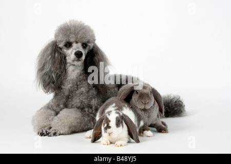 Caniche miniature argent et Rex Lop oreilles lapins nains blancs et lilas lilas 14 semaines lapin domestique Banque D'Images