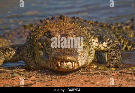 L'eau salée de l'estuaire australien crocodile Crocodylus porosus Banque D'Images
