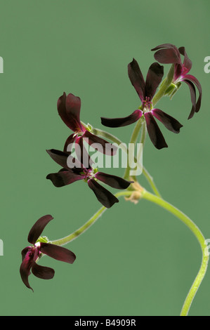 L'Afrique du Sud, Umckaloabo géranium (Pelargonium sidoides, Pelargonium reniforme), fleurs Banque D'Images