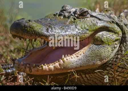L'eau salée de l'estuaire australien crocodile Crocodylus porosus Banque D'Images