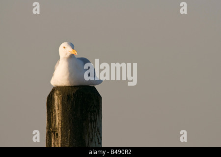 Un Goéland argenté Larus argentatus repose sur un empilage sur une plage à Cape May NJ La mouette blanche se reproduit partout en Amérique du Nord en Europe et en Asie Banque D'Images