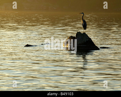 Un grand héron (Ardea herodias) perché sur un rocher baigné de soleil du matin d'or sur le fleuve Saint-Laurent. Banque D'Images