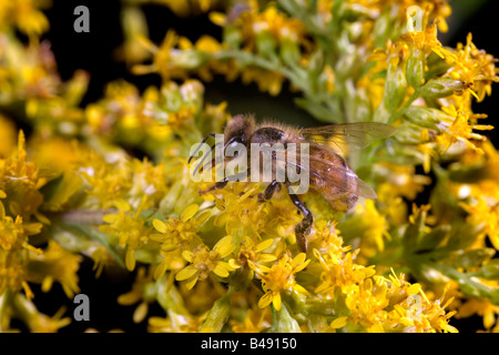 Sur l'abeille Apis mellifera Golden Rod Banque D'Images