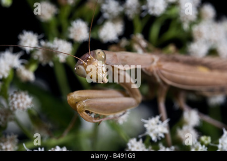 European Mantis, Mante Mantis religiosa - brun Banque D'Images