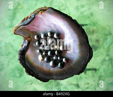 Dans un shell perles noires de l'île de Manihi Tuamotu en polynésie francaise Banque D'Images
