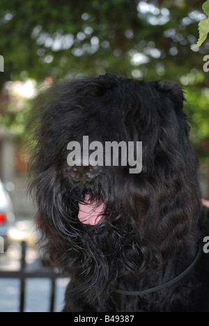 Bullet un black Russian Terrier des biens disponible le chien a remporté la compétition de chiens nationale bulgare le 28 août 2008 Banque D'Images