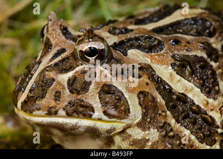 Cranwell's Horned Frog (Ceratophrys cranwelli) - Originaire de l'Amérique du Sud Banque D'Images
