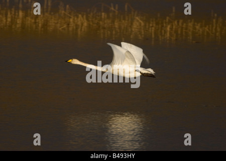 Cygne chanteur Cygnus cygnus Banque D'Images