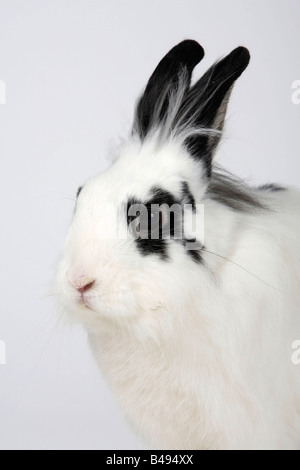 La crinière d'un lion lapin nain hotot lapin domestique Banque D'Images