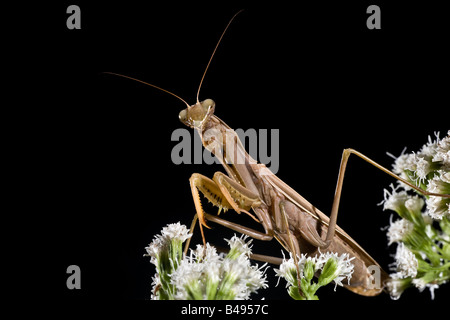 Brown Mantis religiosa Mante Mantis Européenne Banque D'Images