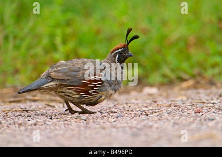 Photo d'une image prise de caille s Gambel Bosque del Apache dans la Réserve de faune nationale Nouveau Mexique Banque D'Images