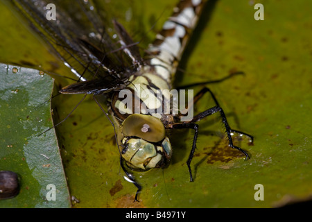 Les patineurs de l'étang (Derris lacustris) se nourrissant sur le sud du Hawker Dragonfly (Aeshna cyanea) England UK Banque D'Images