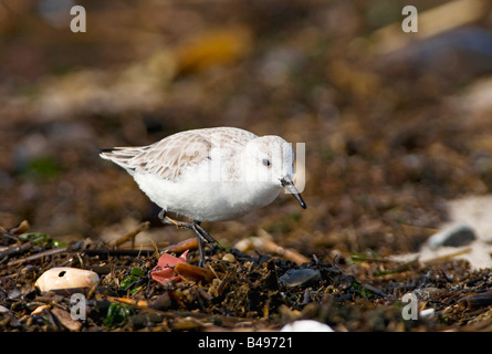 Les Bécasseaux sanderling Calidris alba recherche de nourriture sur une plage à Cape May NJ pendant la migration du printemps Banque D'Images
