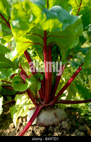 Stock photo de plus en plus de betterave dans le potager Banque D'Images