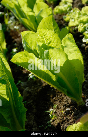 Stock photo de laitue fraîchement plantés Cos dans le potager Banque D'Images