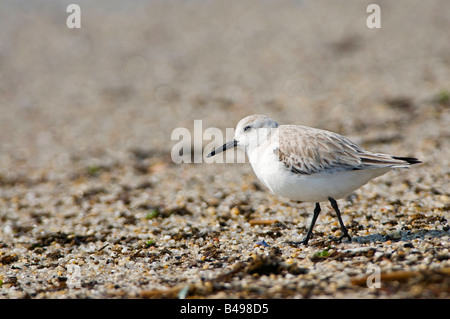 Les Bécasseaux sanderling Calidris alba recherche de nourriture sur une plage à Cape May NJ pendant la migration du printemps Banque D'Images