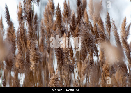 Les Phragmites sont également connu sous le nom de roseaux communs Banque D'Images