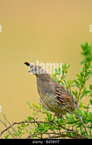 Photo d'une image prise de caille s Gambel Bosque del Apache dans la Réserve de faune nationale Nouveau Mexique Banque D'Images