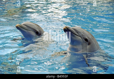 Deux grands dauphins dans un bassin lever la tête au-dessus de l'eau sourire et avoir du plaisir à jouer Banque D'Images