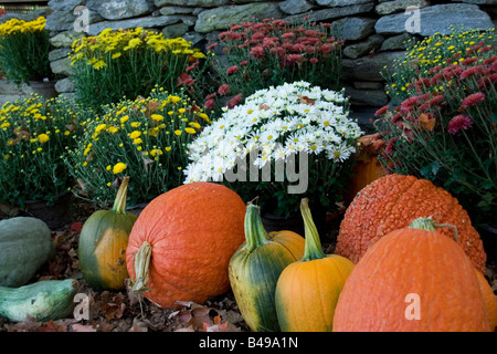 Photographie de mamans, citrouilles et courges dans un affichage de l'automne. Banque D'Images