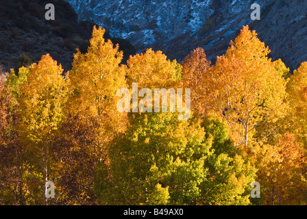 L'automne d'or trembles le long Rush Creek est de la Sierra Nevada en Californie Banque D'Images