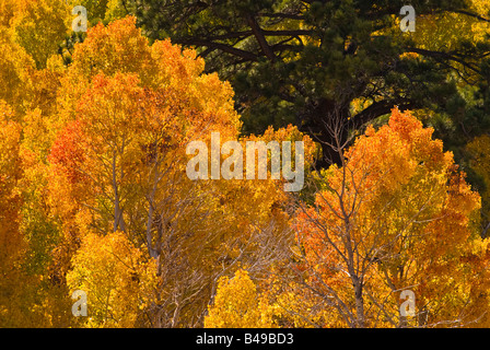 L'automne d'or trembles dans Lundy Canyon Toiyabe National Forest Sierra Nevada en Californie Banque D'Images