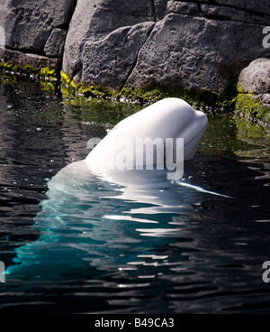 Un béluga à l'aquarium de Vancouver, Colombie-Britannique, Canada. Banque D'Images