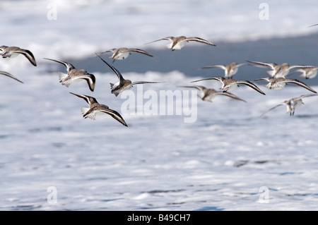 Les Bécasseaux sanderling Calidris alba recherche de nourriture sur une plage à Cape May NJ pendant la migration du printemps Banque D'Images