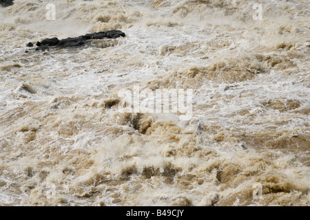 Une petite île entourée par les eaux de crue de rage brown le fleuve Potomac après de fortes pluies et de la fonte de la neige, au printemps. Banque D'Images