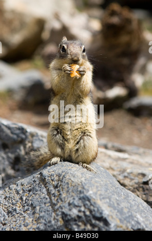 Golden Spermophile à mante dorée dans le parc national de Banff, Alberta, Canada. Banque D'Images