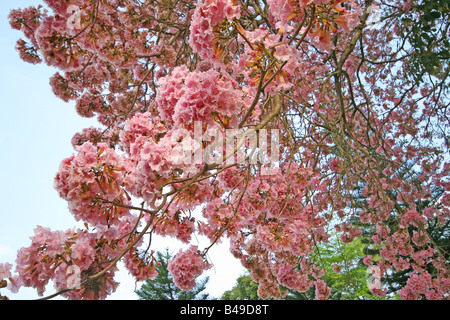 Ipe Tabebuia impetiginosa (rose) en pleine floraison Banque D'Images