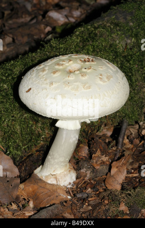 Faux deathcap, amanita citrina Banque D'Images