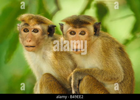 Un couple de jeunes Toque Macaque Macaca sinica dans la forêt à l'ouest du parc national de Yala au Sri Lanka Asie Février 2007 Banque D'Images