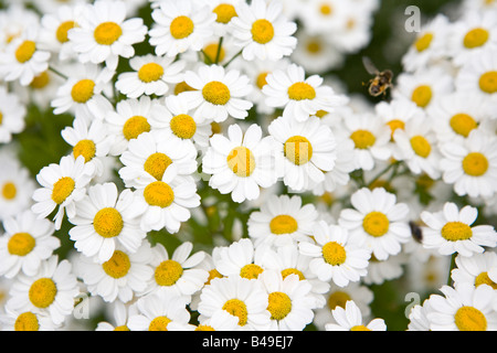 Grande camomille Tanacetum parthenium Banque D'Images