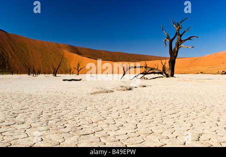 Deadvlei dans le Namib-Naukluft National Park, Namibie Banque D'Images