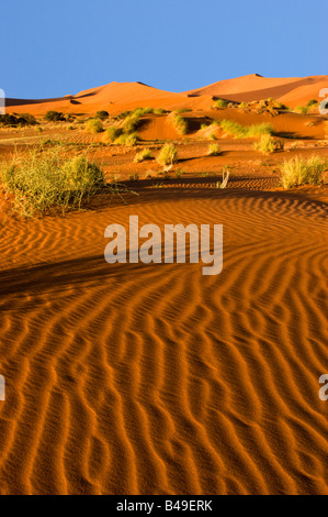 Dunes de sable dans le Namib-Naukluft National Park, Namibie Banque D'Images