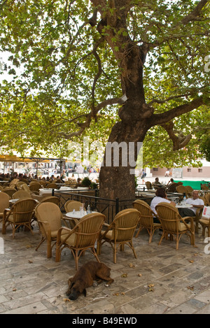 Un platane fournit de l'ombre pour les gens et les chiens dans la Platia Syndagmatos la place principale de la vieille ville de Nauplie, Grèce Banque D'Images